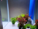 森森（SUNSUN）热弯鱼缸水族箱底过滤高清玻璃金鱼缸含灯过滤器 0.5米长30cm宽53.5cm缸高 底滤白色 实拍图