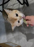 慕熙猫草磨牙棒零食冻干鸡肉宠物猫咪食物去毛球温和排毛即食不吃可退 10根磨牙棒10个猫爪饼 实拍图