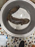 从都园顺丰包邮娃娃鱼活体生鲜大鲵海鲜水产鲜活淡水鱼肉质鲜美3-18斤 一条6.5斤 实拍图