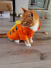 憨憨宠 猫衣服狗狗衣服宠物猫咪衣服冬季幼猫成猫两脚搞笑变身装布偶蓝猫英短泰迪衣服猫咪用品 小老虎款 L码 建议7-10斤以内宠物 实拍图