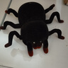 赟娅电动遥控动物玩具会走路的仿真毛绒蜘蛛迅猛龙六一儿童节生日礼物 爬墙遥控黑蜘蛛 实拍图