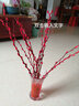雪柳干枝水插花水培鲜花室内遇水开花客厅阳台观花绿植雪柳花鲜枝水养年宵花卉植物 银柳10支60厘米高 不含瓶 实拍图