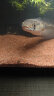 HANYANG雨淋沙2kg水草鱼缸底砂免洗红色化妆雨林造景沙龟缸水族养鱼用品 实拍图