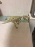 优巧珂大号儿童考古玩具恐龙化石探索挖掘工具手工创意DIY恐龙骨架模型 霸王龙+眼镜+考古系列工具 实拍图