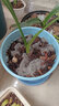 墨斗鱼花盆青山盆控根1加仑*3多肉绿植盆栽树脂塑料简约花盆含托盘蓝色 实拍图