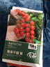 寿禾 圣女果种子苗小番茄西红柿蔬菜种籽 潍育寿禾千禧果种子30粒*3袋 实拍图
