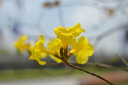 永诺YN50mm F1.8N尼康口单反相机标准定焦大光圈全画幅人像镜头 实拍图