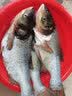 渔家傲不凡金版浮钓鲢鳙饵料野钓花白鲢大头鱼鱼饵手杆鲢鱼草莓味渔家傲 金版浮钓鲢鳙1包 实拍图
