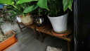华观家居（Home Giving Furniture）凳子实木花架客厅花盆简约现代阳台木制阶梯多肉绿箩植物组合花架 60中号 实拍图