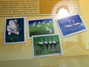 东吴收藏 集邮 T字头邮票 之四 T83 天鹅 实拍图