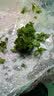 异景园鱼缸造景套餐阴性水榕沉木活体真水草淡水无土植物增氧趴地矮珍珠 实拍图