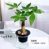 锦枫水培花卉盆栽 办公室水培绿植花卉盆栽玻璃花盆 发财树 含盆栽好 实拍图
