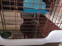 jolly pet products兔子散热板龙猫降温冰窝降温板荷兰猪龙猫跳板冰凉睡房空调窝消暑 兔子L型消暑清凉板 实拍图