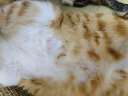 怡亲 猫罐头零食成幼猫湿粮85g*12罐猫咪零食吞拿鱼鸡肉营养补水罐头 鸡肉鸵鸟肉+银鱼85g*6罐 实拍图
