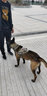 出众者狗狗牵引绳马犬胸背带大型犬狗绳背心式狗背带法斗金毛狗狗用品 背带+1.3米狗绳/迷彩 L码（推荐体重35-75斤） 实拍图