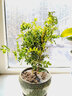 欧芽清香胡椒木植物办公室桌面绿植花卉 盆栽室内客厅 清香木3年苗【绿色螺纹盆】 含盆 实拍图