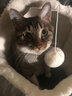 安贝猫用益生菌专用猫咪软便拉稀腹泻呕吐口臭幼猫成猫 实拍图