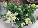 孙凯（SUNKAI）菊花盆栽荷兰菊花卉绿植小雏菊千头菊玛格丽特菊蓝目菊 6 小雏菊 不含盆 实拍图