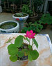 思取【7天发芽】无土水培碗莲水养生植物睡莲荷花盆栽四季花卉 丰媚【水养 四季开花】 已开口碗莲【52粒】 实拍图