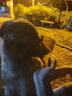 养只宠物（YOUNGER PET）狗狗嘴套防咬防叫防乱吃口罩小型犬宠物嘴罩泰迪用品大型狗套狗罩 尼龙绑带狗嘴套 6号（嘴围32cm以内55-70斤） 实拍图