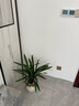 华香园绿植花卉兰花苗浓香墨兰【金华山】办公室内盆栽盆景耐阴植物多肉 金华山8苗非连体(4+4)带花 实拍图