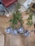 红木香爬腾花 红木香花苗庭院阳台爬藤植物盆栽 z5 四季红木香小苗15-20厘米左右高度 实拍图