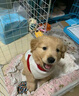 果粒之星纯种金毛犬活体宠物狗幼崽家养金毛幼犬寻回犬沙滩金枫叶红大型犬 血统级 实拍图
