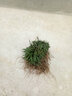 日本玉龙草矮麦冬草坪庭院别墅草平植物四季常青园林绿化麦冬草苗 50斤以上净草8.5) 10cm以下 实拍图