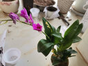 劉閣蘭花兰花苗 澳洲七彩石斛兰 冬带花苞出售泼墨香水石斛室内外花卉盆栽 七彩石斛6-8苗年底开花 带底座 实拍图