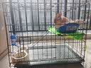 憨憨宠 猫笼 折叠猫笼子带厕所猫别墅幼猫成猫猫舍猫窝双层猫咪笼子 黑色600双层 实拍图