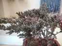 花无痕 小叶紫檀迎客松造型盆栽地柏树盆景室内桌面绿植盆栽黑檀黑骨茶 3年苗30cm左右 实拍图