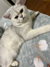 BOTH猫布丁山羊奶布丁猫零食羊奶果冻奶酪布丁宠物猫零食 成猫丨袋装15g*15粒 实拍图