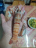 深悦胜（SHENYUESHENG） 新西兰进口鳌虾刺身 scampi斯干比1kg 特大南极深海虾甜虾刺身 1号（7-10只） 实拍图