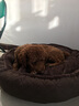 宠哆哆狗窝猫窝中型犬小型犬比熊柯基狗床泰迪哈士奇宠物用品狗垫子 咖啡色可拆 M（30斤内）【加厚加棉】 实拍图
