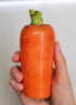 聚怀斋 新鲜红萝卜2.5kg 水果胡萝卜 脆甜生萝卜 水洗新鲜萝卜 新鲜蔬菜 健康轻食 实拍图