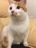 趣味多猫粮 海鲜多易消化排毛球护泌尿英短金吉拉幼猫成猫通用猫咪主粮 1.5kg 实拍图