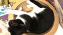 咪贝萌猫抓盆碗型猫窝猫抓板一体磨爪器瓦楞纸宠物猫磨抓用品挠抓板耐磨 椭圆猫窝（外径50CM适合12斤内） 均码 实拍图