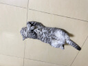 OIMG【空运】猫干扰素猫瘟注射套餐抑制蛋白单抗猫瘟治疗套餐药猫用 刺激因子【升蛋白10支】 实拍图