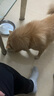 贝尼宠 狗包外出背包透气四脚包网红款宠物 猫包外出 四脚XXL适背长43-52cm重15-26斤 实拍图