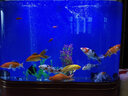 喜灏欧式双圆形生态金鱼缸水族箱中型创意客厅家用免换水屏风鱼缸定制 152x50x138（带一键换水） 实拍图