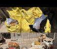 艾天力 狗粮 金毛泰迪哈士奇萨摩耶阿拉斯加幼犬通用型犬主粮 奶糕配方 20kg40斤-幼犬 实拍图