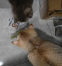慕熙猫草磨牙棒零食冻干鸡肉宠物猫咪食物去毛球温和排毛即食不吃可退 10根磨牙棒10个猫爪饼 实拍图