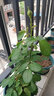 申堰【2颗】碎冰蓝玫瑰玫瑰老桩花卉绿植盆栽阳台花卉玫瑰花盆栽室内 稀有天空蓝/共【2颗】 实拍图
