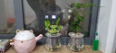 锦枫水培花卉盆栽 办公室水培绿植花卉盆栽玻璃花盆 幸福约定【2盆】 含盆栽好 实拍图