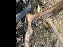 格秀洁葡萄苗树苗盆栽 庭院爬藤果树苗盆栽地栽当年结果南方北方种植 玫瑰香 6年苗【结果多多】 实拍图