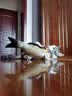 宠华仕 猫玩具逗猫棒猫咪玩具套装自动旋转蝴蝶 黄鱼中号40CM 实拍图