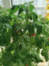 IAM City Farmer小番茄迷你盆栽 儿童种植小盆栽套装绿植植物diy观察61儿童节礼物 晒单实拍图