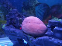 金利佳（Jeneca） 鱼缸专用背景纸水族箱高清背景画龟缸背景图饲养缸贴纸壁纸壁画 70高152长（浏览详情选款式） 实拍图