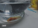 森悠（SARYOR）六角恐龙鱼蝾螈活体淡水宠物冷水鱼耐活家养非锦鲤水族爬行宠物鱼 幼苗8-10厘米【黄金龙】 实拍图