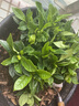 开时果 栀子花盆栽浓香型四季开花卉 阳台花卉好养绿植物源头直发包邮 简易盆【120#栀子花】 实拍图